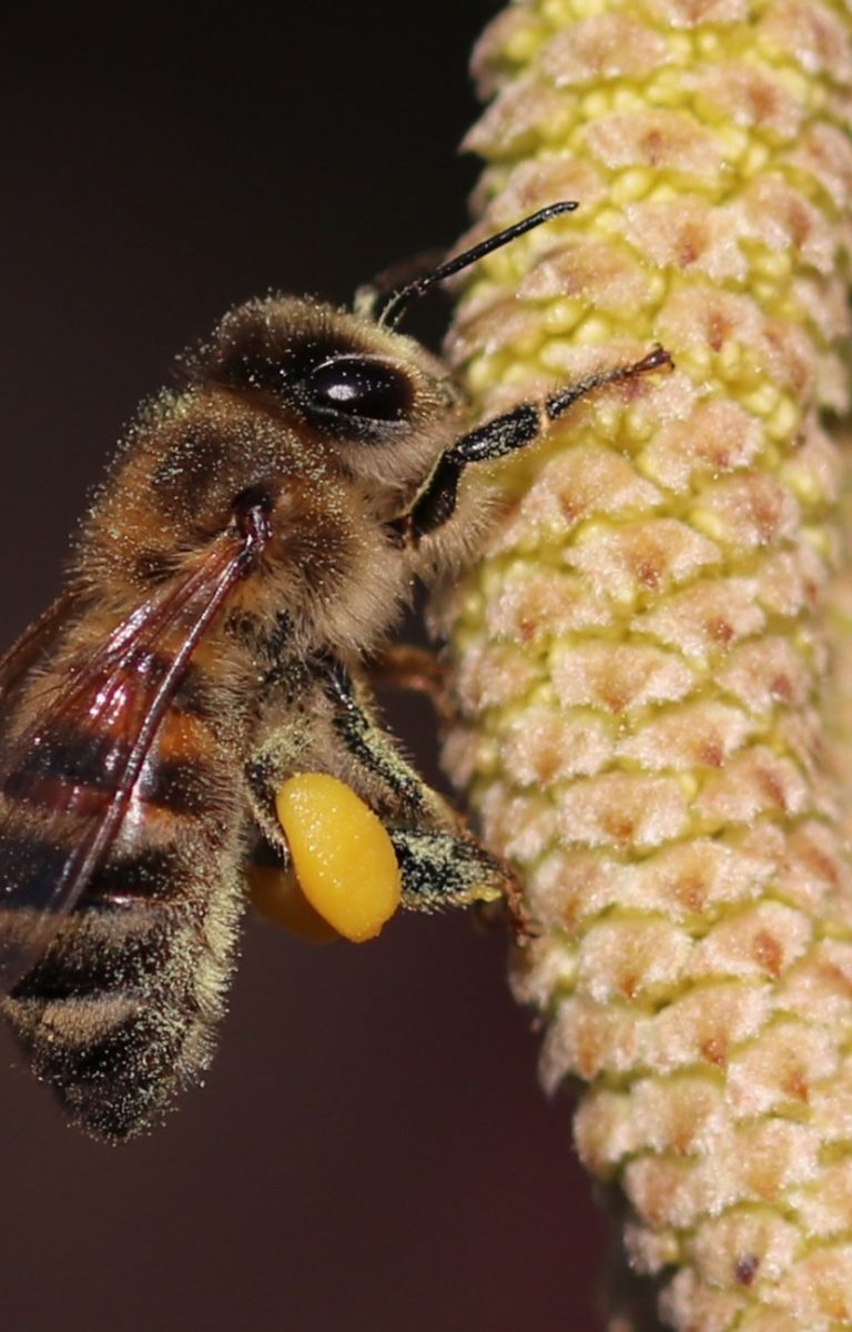 Haselnuss, Januar-Februar