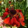 Von Bienen und Blüten Sommer