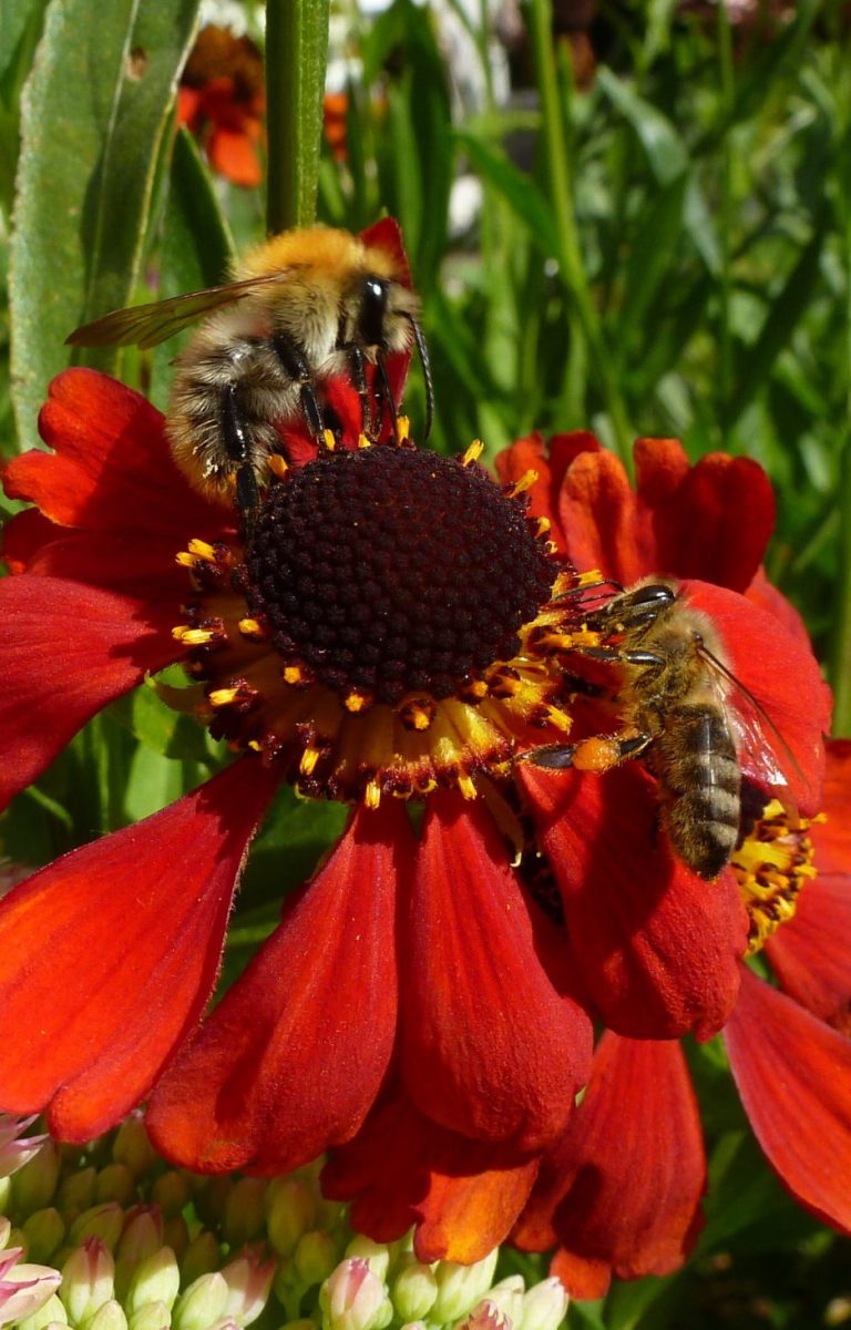 Von Bienen und Blüten Sommer